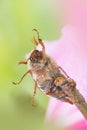 Cockchafer sitting on a pink flower