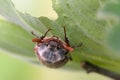 Cockchafer in spring Royalty Free Stock Photo