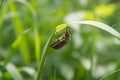 Cockchafer