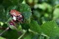 Cockchafer (May bug or doodlebug) Royalty Free Stock Photo