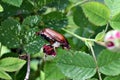 Cockchafer (May bug or doodlebug) Royalty Free Stock Photo