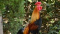 Cockcrow singing rooster with red crest