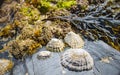 Cockel shells clinging to beach rock at low tide Royalty Free Stock Photo