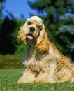 American Cocker Spaniel, Dog sitting on Grass Royalty Free Stock Photo