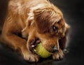 Cocker spain is playing with tennit ball. Golden very cute and lovely. Intelligent and loyalty.