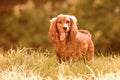 Cocker spaniel