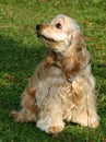 Cocker Spaniel