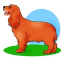 Cocker spaniel