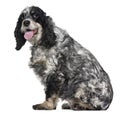 Cocker spaniel, 9 years old, sitting i Royalty Free Stock Photo