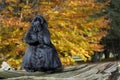 Cocker spaniel in autumn leaves