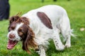 Cocker Spaniel Baring Teeth Royalty Free Stock Photo