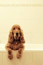 Cocker spaniel in bath