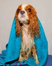 Cocker Spaniel after a bath with a turquoise towel. The towel absorbs excess moisture from the dog`s fur. Royalty Free Stock Photo