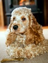 Cocker spaniel with big ears