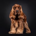 Cocker Spaniel on black background. Royalty Free Stock Photo