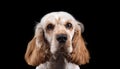 Cocker Spaniel on black background. Royalty Free Stock Photo