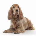 Cocker Spaniel breed dog isolated on a clean white background Royalty Free Stock Photo