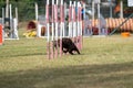 Cocker spaniel breed tackles slalom obstacle in dog agility competition. Royalty Free Stock Photo