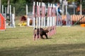 Cocker spaniel breed tackles slalom obstacle in dog agility competition. Royalty Free Stock Photo