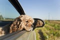 Cocker spaniel in car Royalty Free Stock Photo