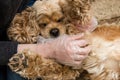 Woman hands in gloves check dog fur close up Royalty Free Stock Photo