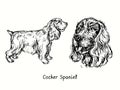 Cocker Spaniel collection standing side view and head. Ink black and white doodle drawing Royalty Free Stock Photo