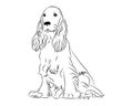 Cocker spaniel cute dog coloring page