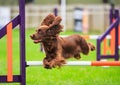 Cocker Spaniel Dog Agility Jumping Royalty Free Stock Photo