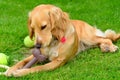 Cocker spaniel dog chewing her bone in the garden