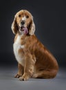 Cocker Spaniel dog Royalty Free Stock Photo