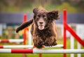 Cocker Spaniel Dog doing Agility Royalty Free Stock Photo