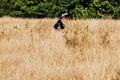 Cocker Spaniel dog hunts in the field Royalty Free Stock Photo