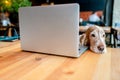 Cocker spaniel dog sitting in chair in caffe with her muzzle luing on the table in front of laptop. Conceptual photo of breeding