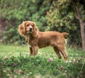 Cocker dog stay in the park Royalty Free Stock Photo