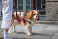 A cocker spaniel dog walking with owner on the street Royalty Free Stock Photo