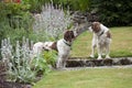 Cocker Spaniel dogs in the garden Royalty Free Stock Photo