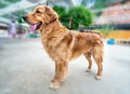 Cocker spaniel in domesticated house