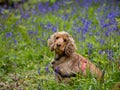 Cocker Spaniel in English Bluebell Wood Royalty Free Stock Photo