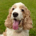 Cocker Spaniel Face