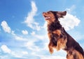 Cocker spaniel flies up Royalty Free Stock Photo