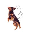 Cocker spaniel flies up Royalty Free Stock Photo