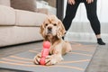 Cocker spaniel hold pink toy weight shape