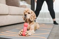 Cocker spaniel hold pink toy weight shape