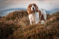 Cocker Spaniel Hunting