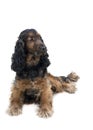 Cocker spaniel isolated