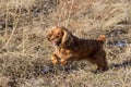 Cocker Spaniel jumping Royalty Free Stock Photo