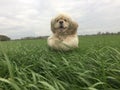 Cocker Spaniel jumping in field of long grass. Royalty Free Stock Photo