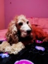 Cocker spaniel lying on the bed on pink and fuchsia plush background