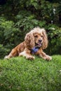 Cocker spaniel lying down looking to the right very attentively Royalty Free Stock Photo