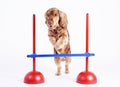 Cocker Spaniel male dog, 1 year old Royalty Free Stock Photo